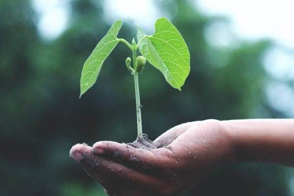 通用型生物育种创新企业「博瑞迪」获近亿元A1轮投资，构建农业科技领域的CRO平台
